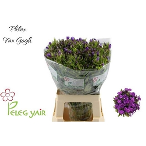 PHLOX P VAN GOGH