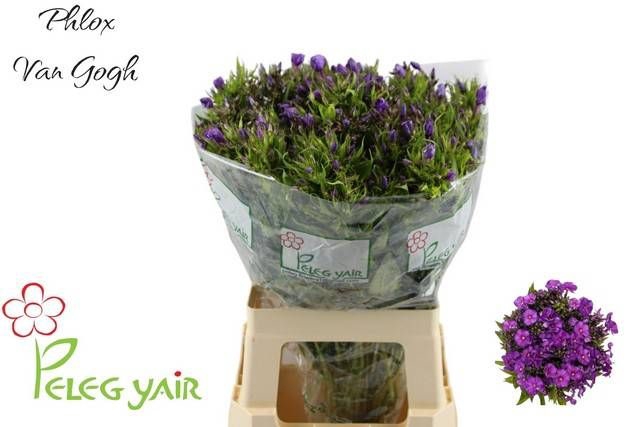 <h4>PHLOX P VAN GOGH</h4>