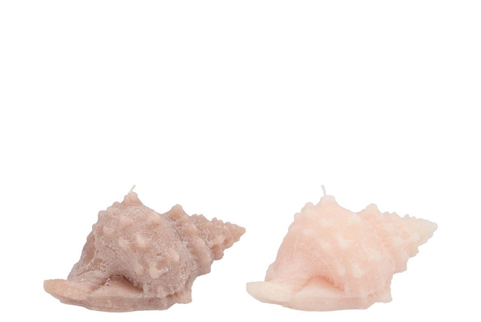 <h4>Candle Shell Conch Ivory/sand 11x13cm</h4>