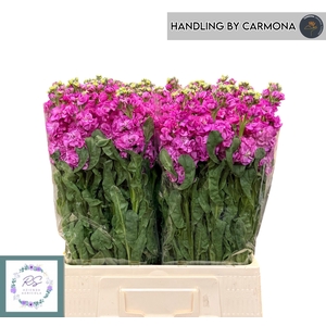 MATTH IRON DEEP PINK