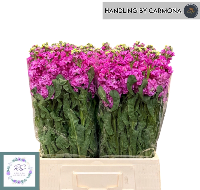 <h4>MATTH IRON DEEP PINK</h4>