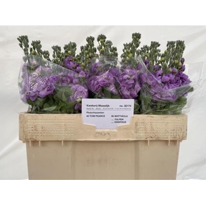 MATTH CENTUM LAVENDE