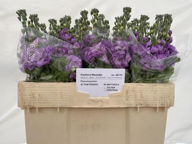 <h4>MATTH CENTUM LAVENDE</h4>