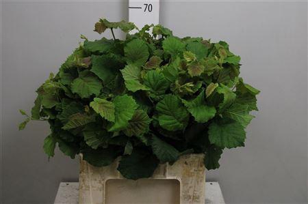 <h4>Coryl Av Aurea</h4>