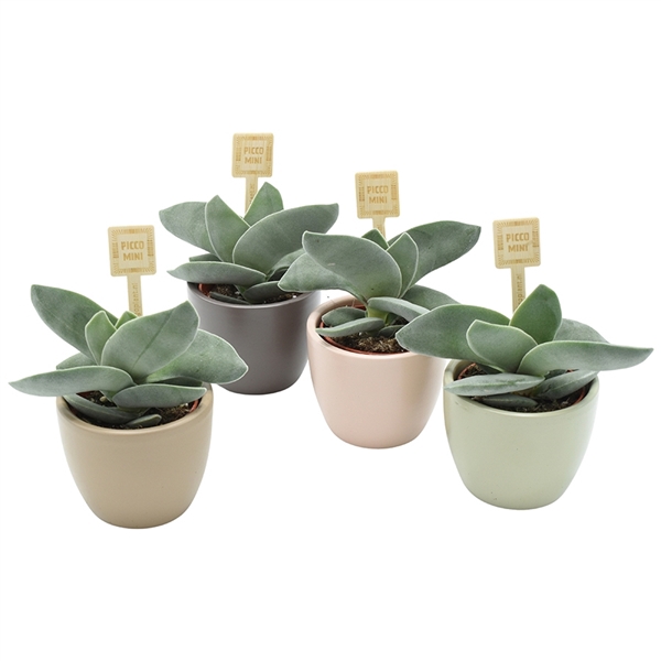 <h4>Crassula Boomerang</h4>