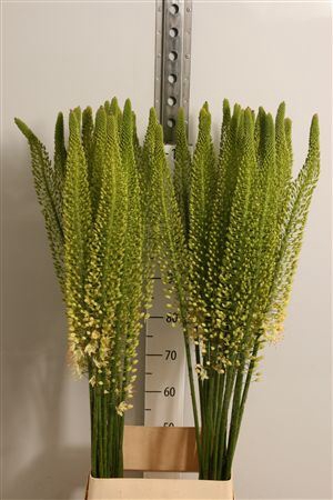 <h4>Eremurus  'White Beauty Favourite'</h4>