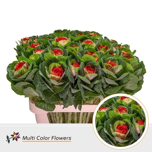 Brassica Naturel Hart Rood