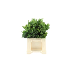 Conifeer Nana Gracilis 2kg