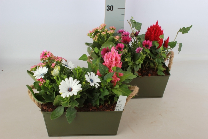 <h4>ARR GARDEN ZINC SQUARE</h4>