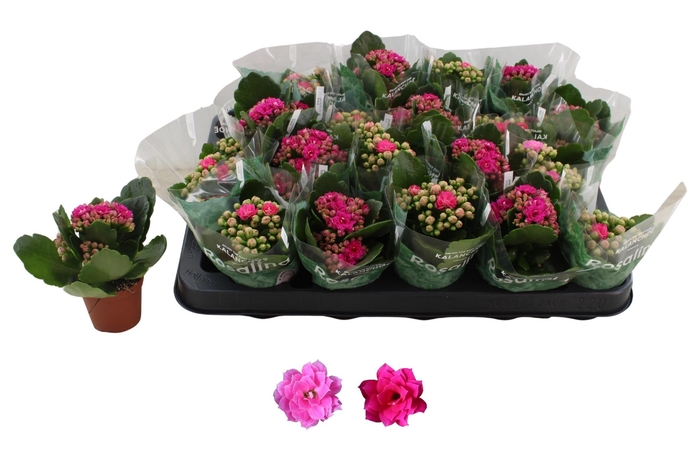 <h4>KAL GE RO GEM 2 KL</h4>