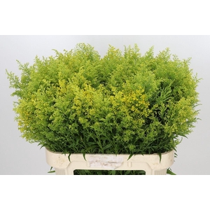 SOLIDAGO TARA SOLIDAGO TARA