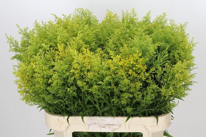 <h4>SOLIDAGO TARA SOLIDAGO TARA</h4>