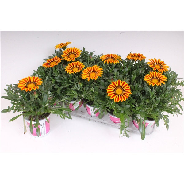 <h4>Gazania Rigens P12 BigKiss - Yellow Flame</h4>