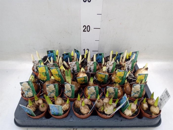 <h4>Bolbloemen   ...mix</h4>