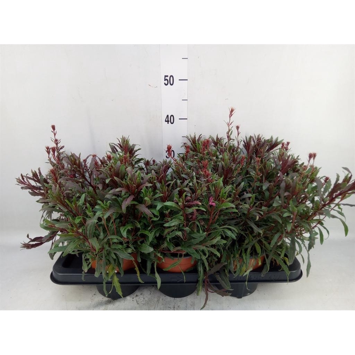 <h4>Gaura lindheimeri   ...</h4>