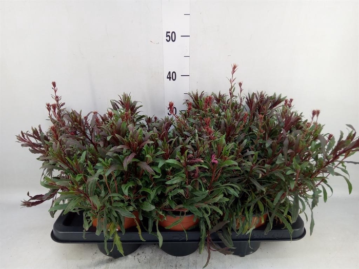 <h4>Gaura lindheimeri   ...</h4>