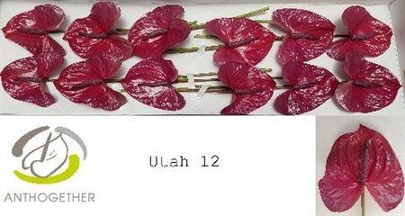 <h4>Anth A Utah</h4>