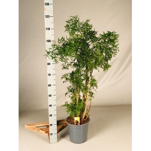 POLY FRUTICOSA