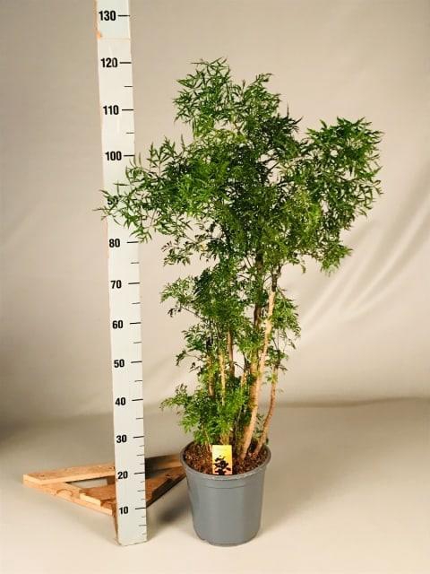 POLY FRUTICOSA