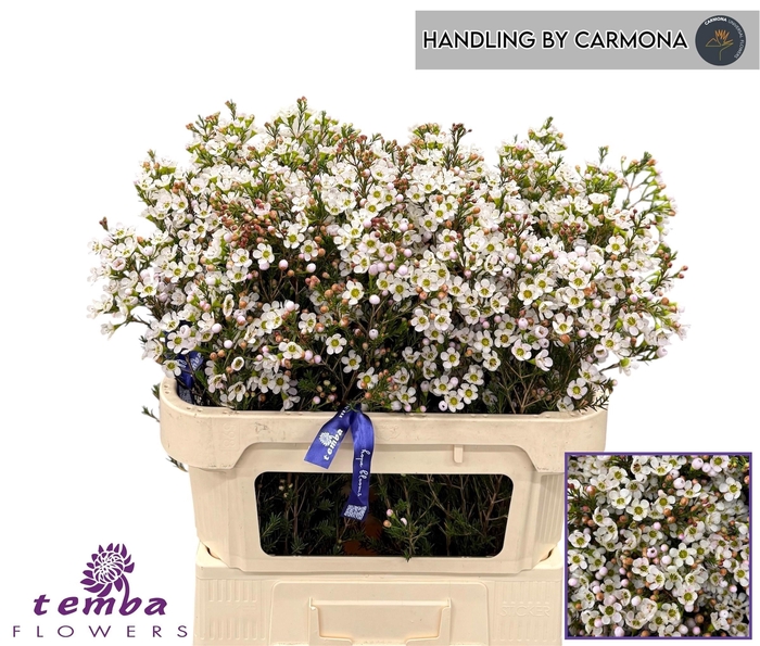 <h4>Chame White Sexy Ice 70cm</h4>