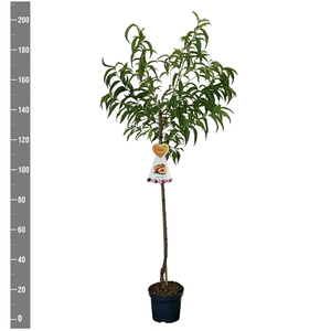 Prunus n. Flavortop (Nectarine), Halfstam