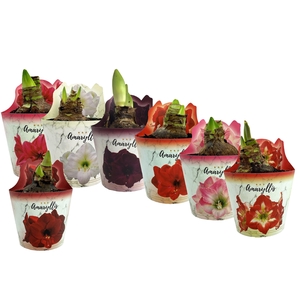 HIPPEAS EXTRA MIX P14