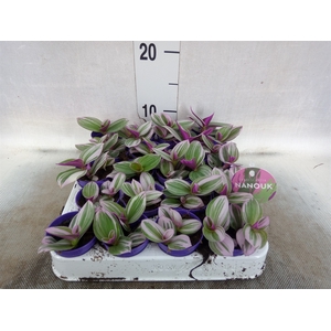 Tradescantia albif. 'Nanouk'