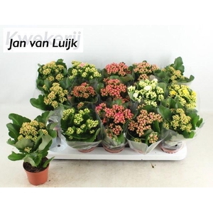 Kalanchoe gevuld gemengd 6klr.