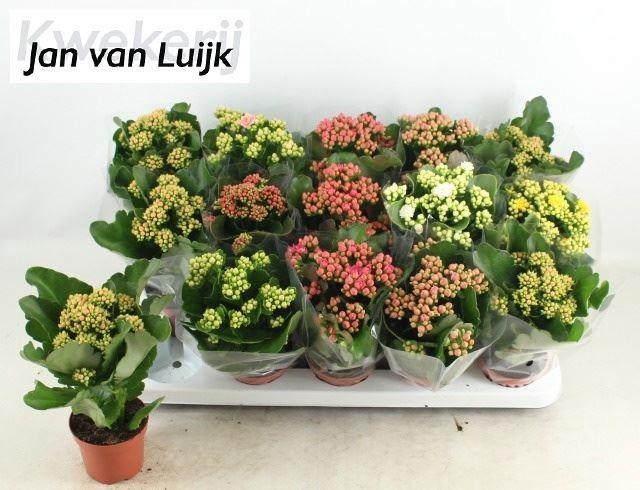 <h4>Kalanchoe gevuld gemengd 6klr.</h4>