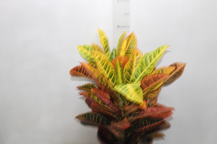 <h4>CROTON HIBRIDO PETRA P24</h4>