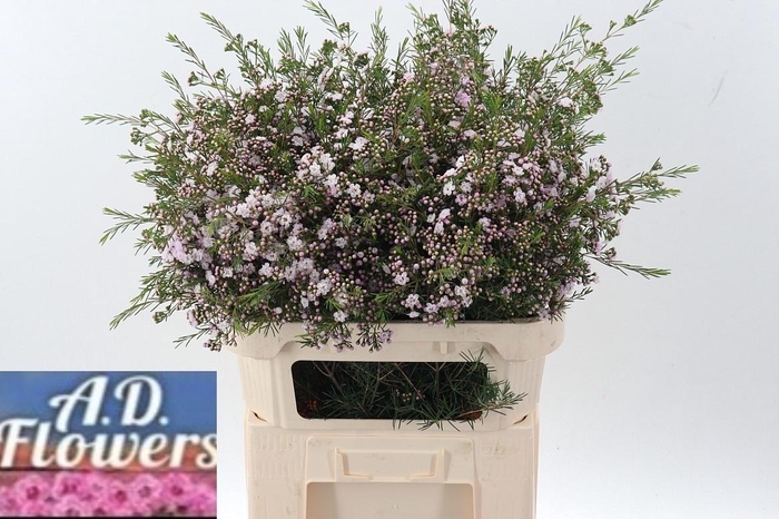 <h4>CHAME UN DANC QUEEN</h4>