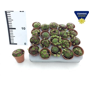 SEMPERVIVUM P6