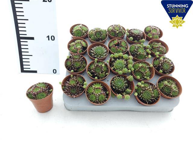 <h4>SEMPERVIVUM P6</h4>