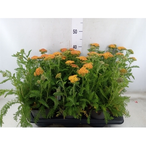 Achillea millef.