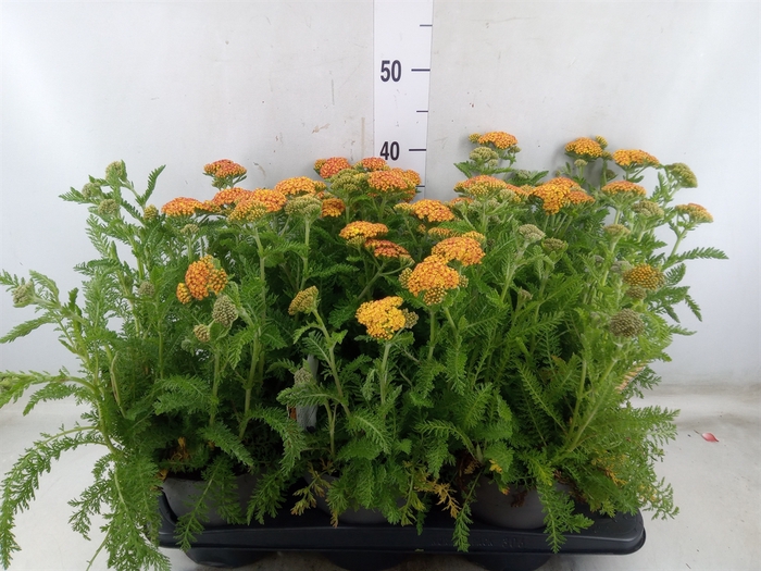 <h4>Achillea millef.</h4>