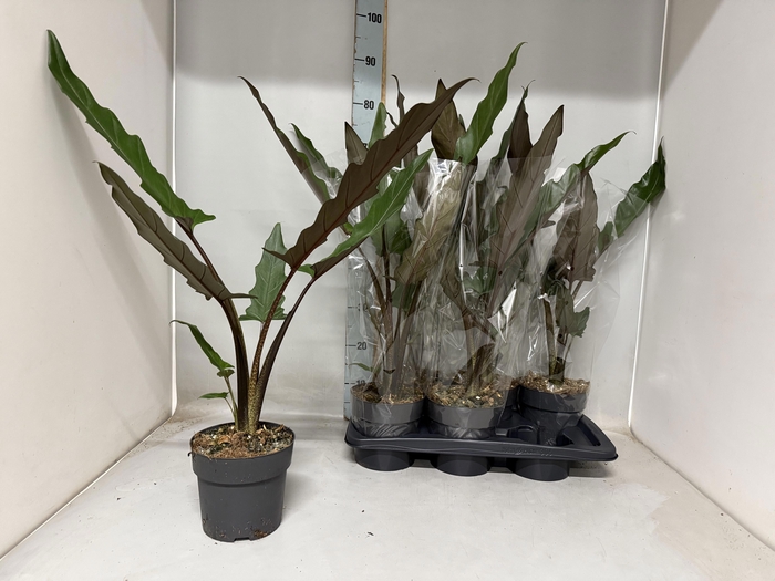 <h4>ALOC LAUTERBACHIANA</h4>