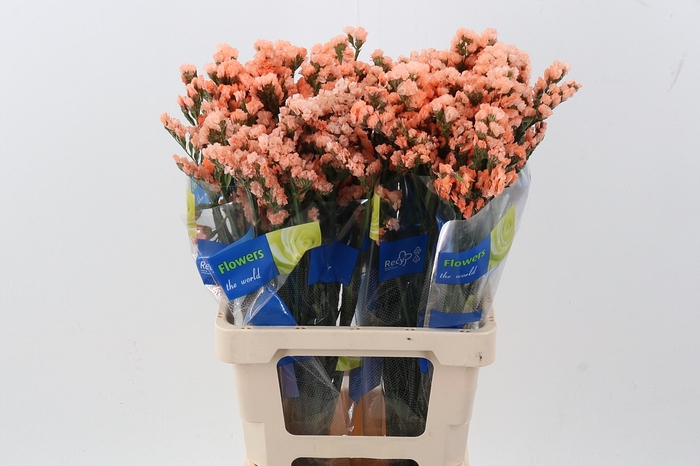 <h4>Lim S Apricot Sun Birds</h4>