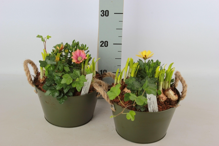 <h4>ARR TUINPLANTEN</h4>