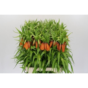 Fritillaria 'Sunrise'