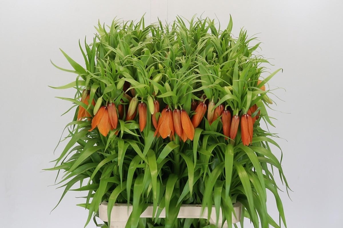 <h4>Fritillaria 'Sunrise'</h4>