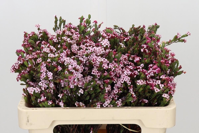 <h4>Kaaps Groen Erica Four Sisters</h4>