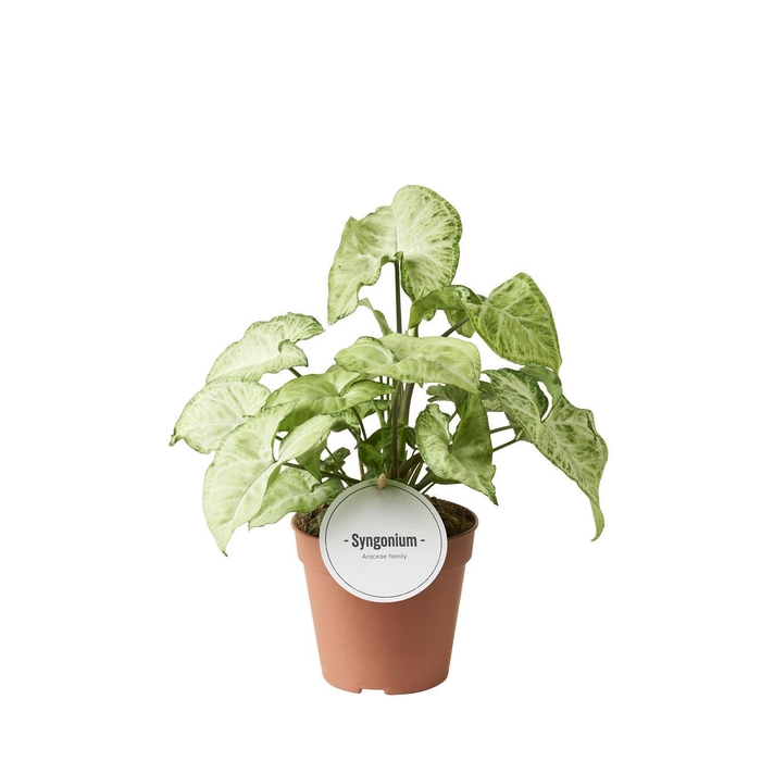 Syngonium