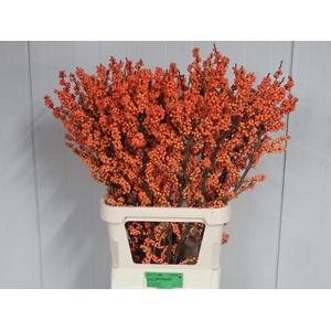 ILEX VE WINTER GOLD