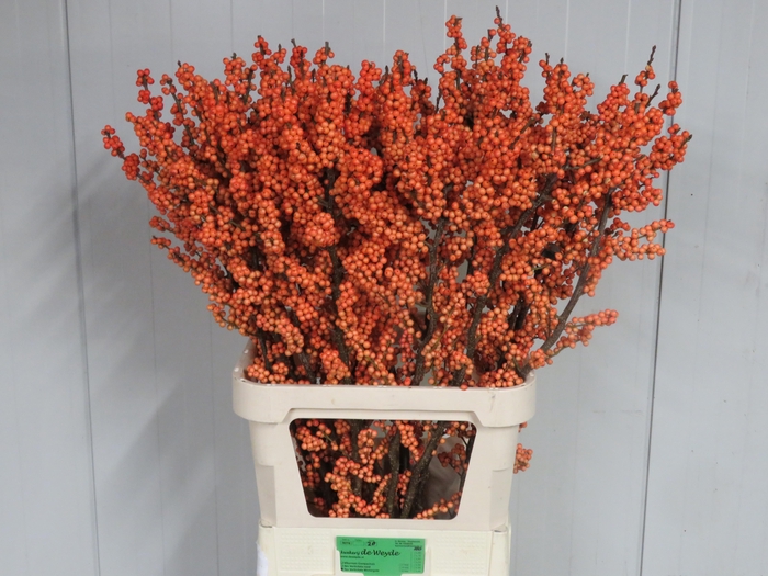 <h4>ILEX VE WINTER GOLD</h4>