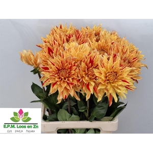 Dahlia Striped Vulcan