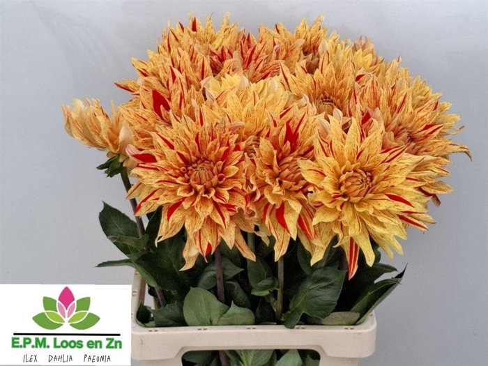 <h4>Dahlia Striped Vulcan</h4>