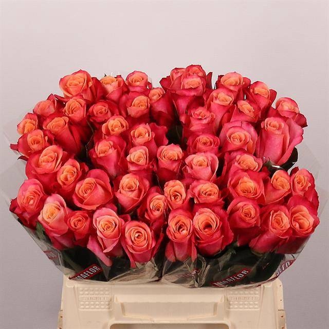 <h4>R GR HELENE</h4>