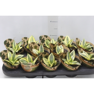 SANSEVIERIA GOLDEN HAHNII P11