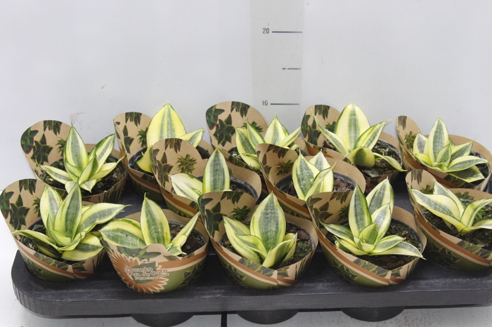 <h4>SANSEVIERIA GOLDEN HAHNII P11</h4>
