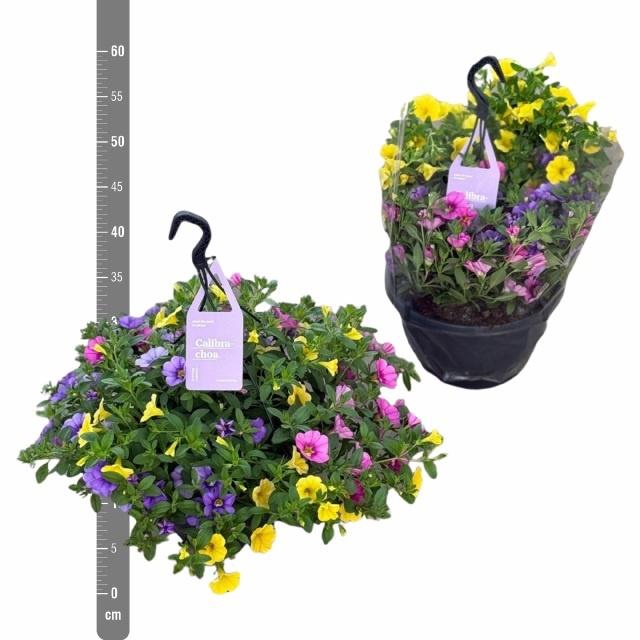 <h4>CALIB TR TRICOLORE</h4>